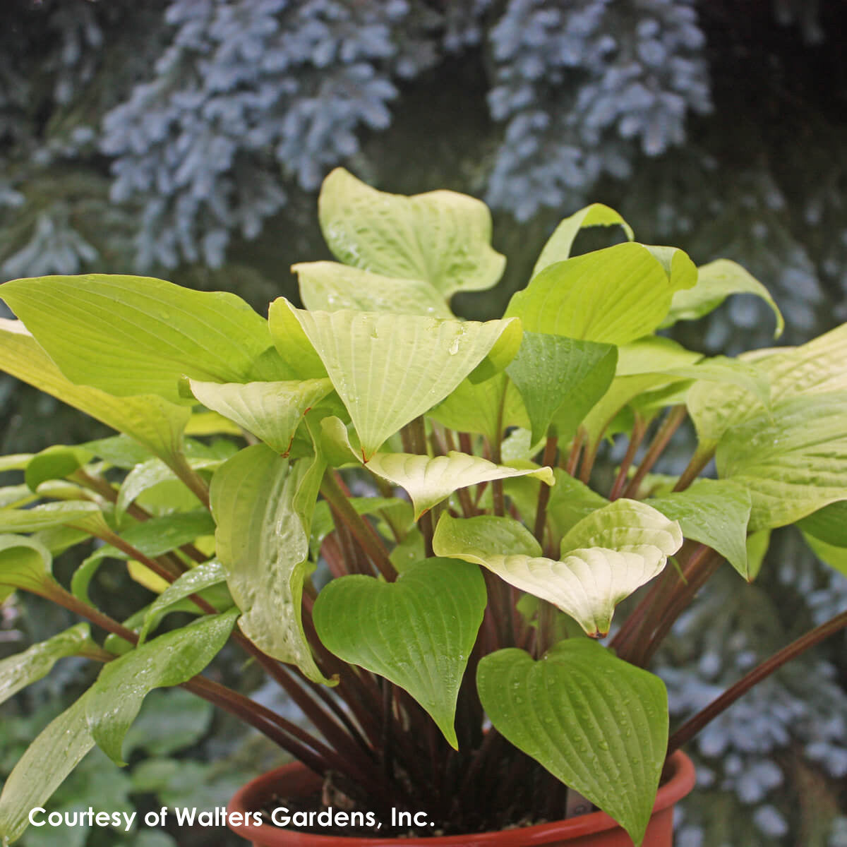 Hosta Designer Genes Plantain Lily for sale 