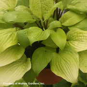 Hosta Designer Genes Plantain Lily for sale 