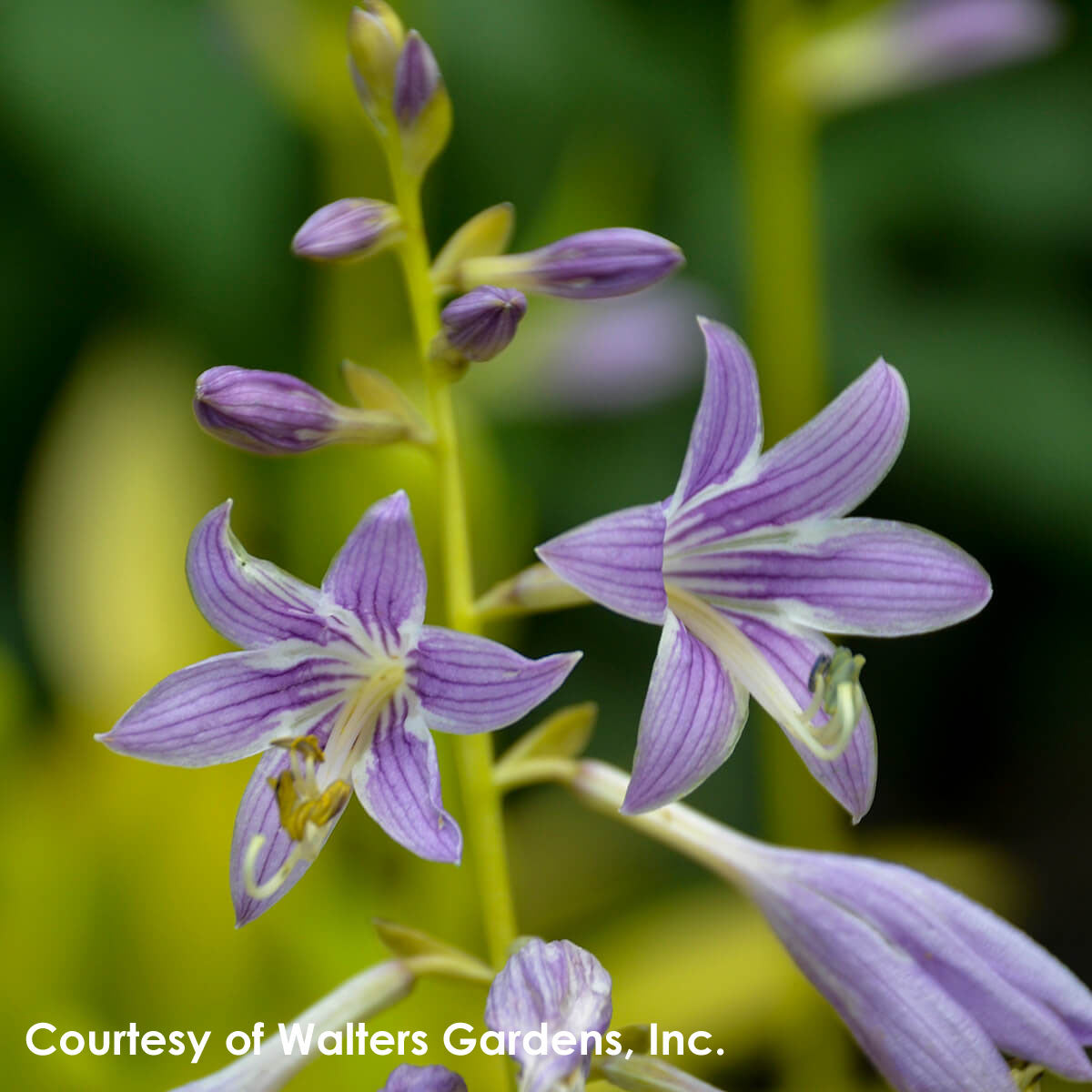 Hosta Munchkin Fire Plantain Lily for sale 