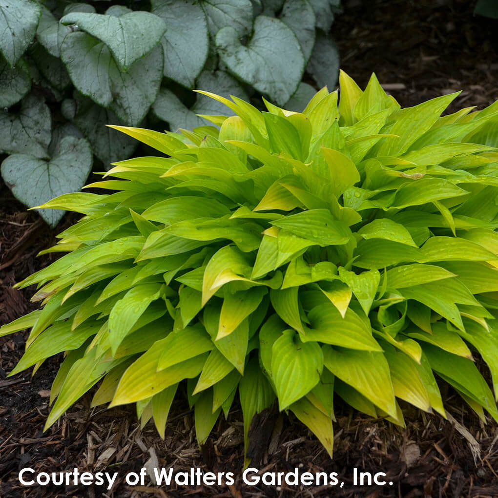 Hosta Munchkin Fire Plantain Lily for sale 