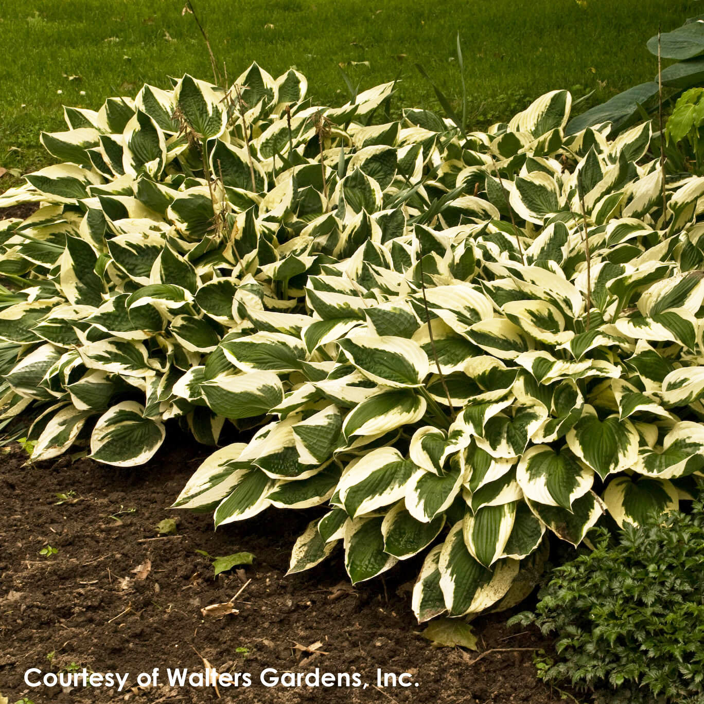 Hosta 'Patriot' Plantain Lily - Thumbnail 3