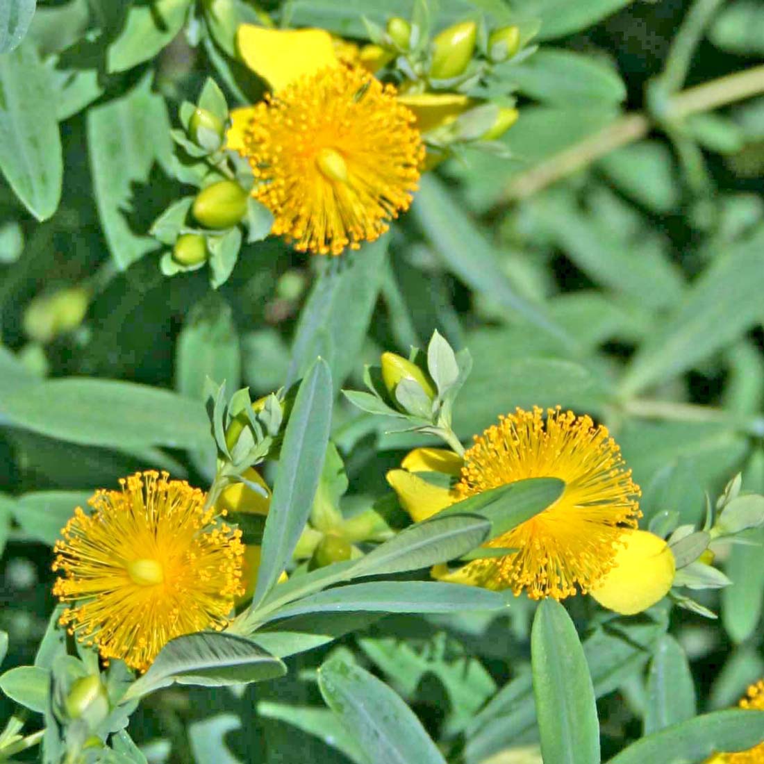 Hypericum calycinum St. Johns Wort