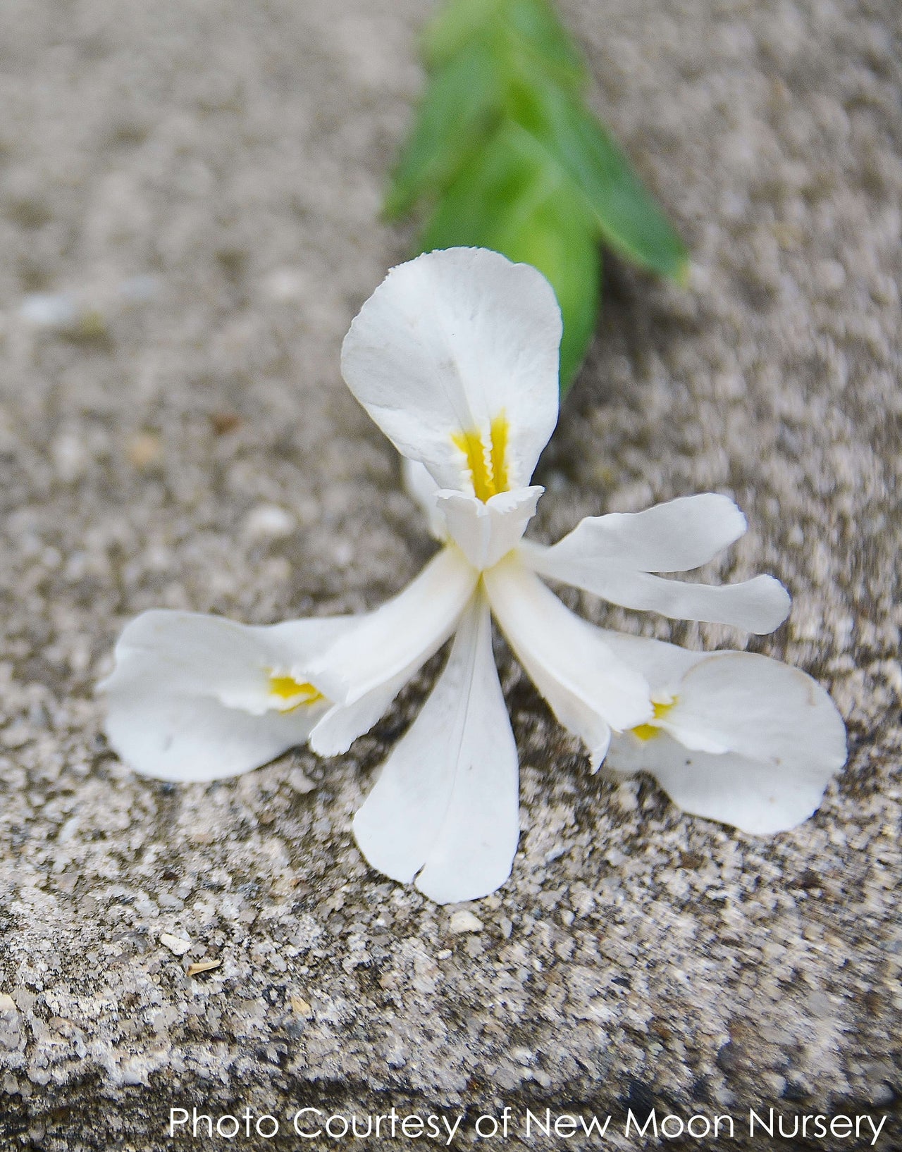 Iris cristata 'Tennessee White' Crested Iris