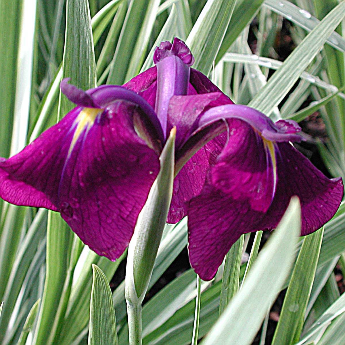 Iris ensata Variegata Japanese Iris for Sale | Rare Roots