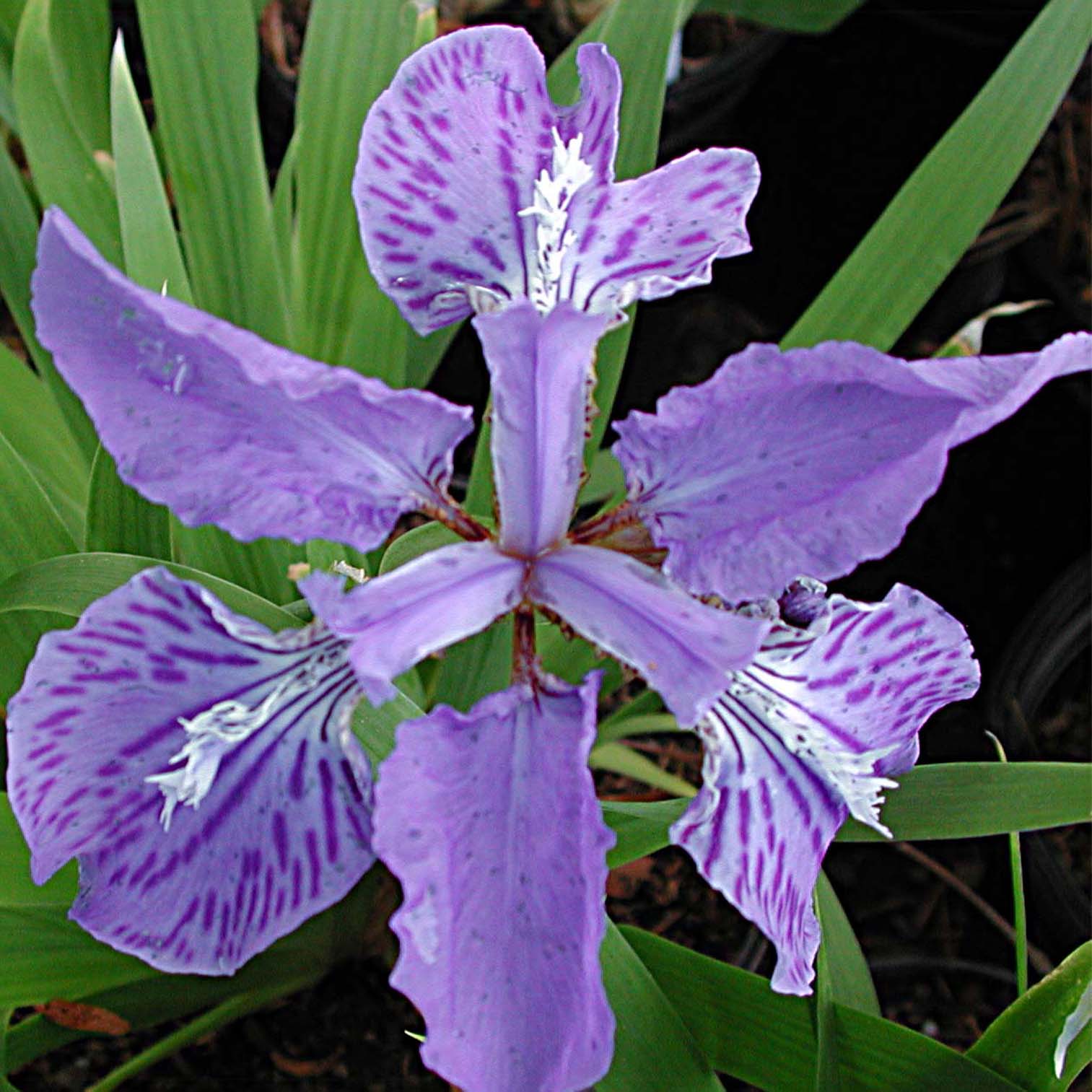 Iris tectorum Roof Iris