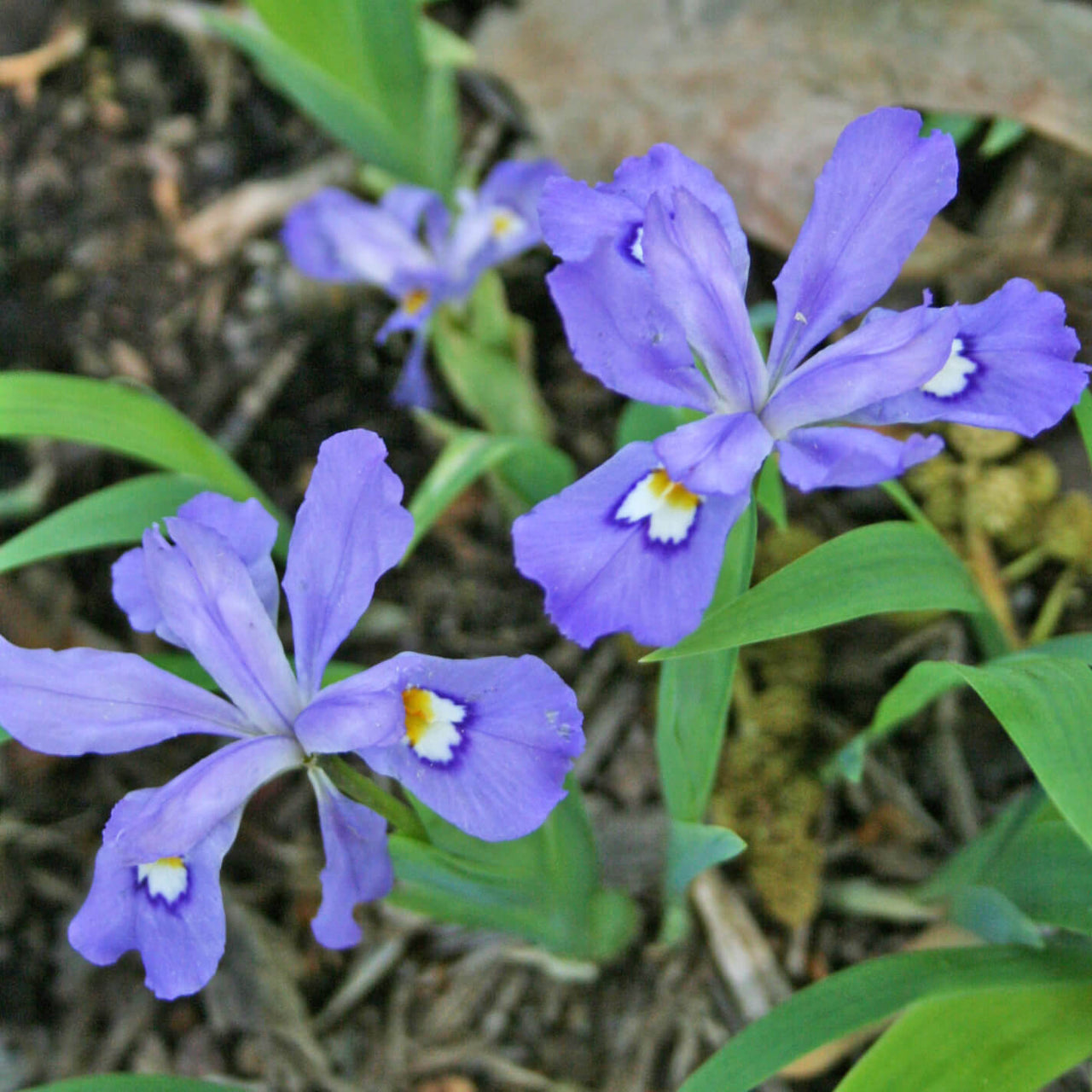 Iris cristata Crested Iris for sale