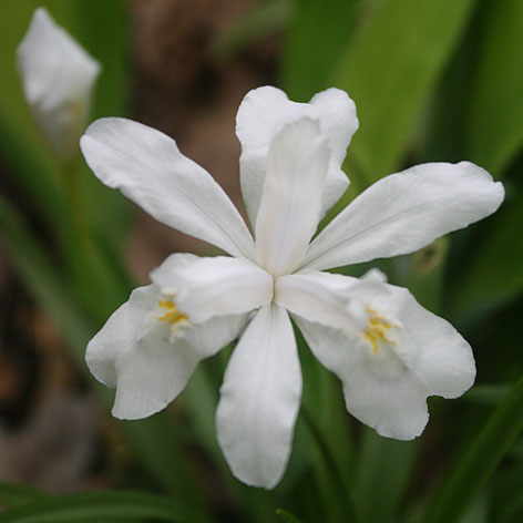 Iris cristata 'Tennessee White' Crested Iris