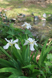 Iris tectorum Alba Roof Iris for sale 