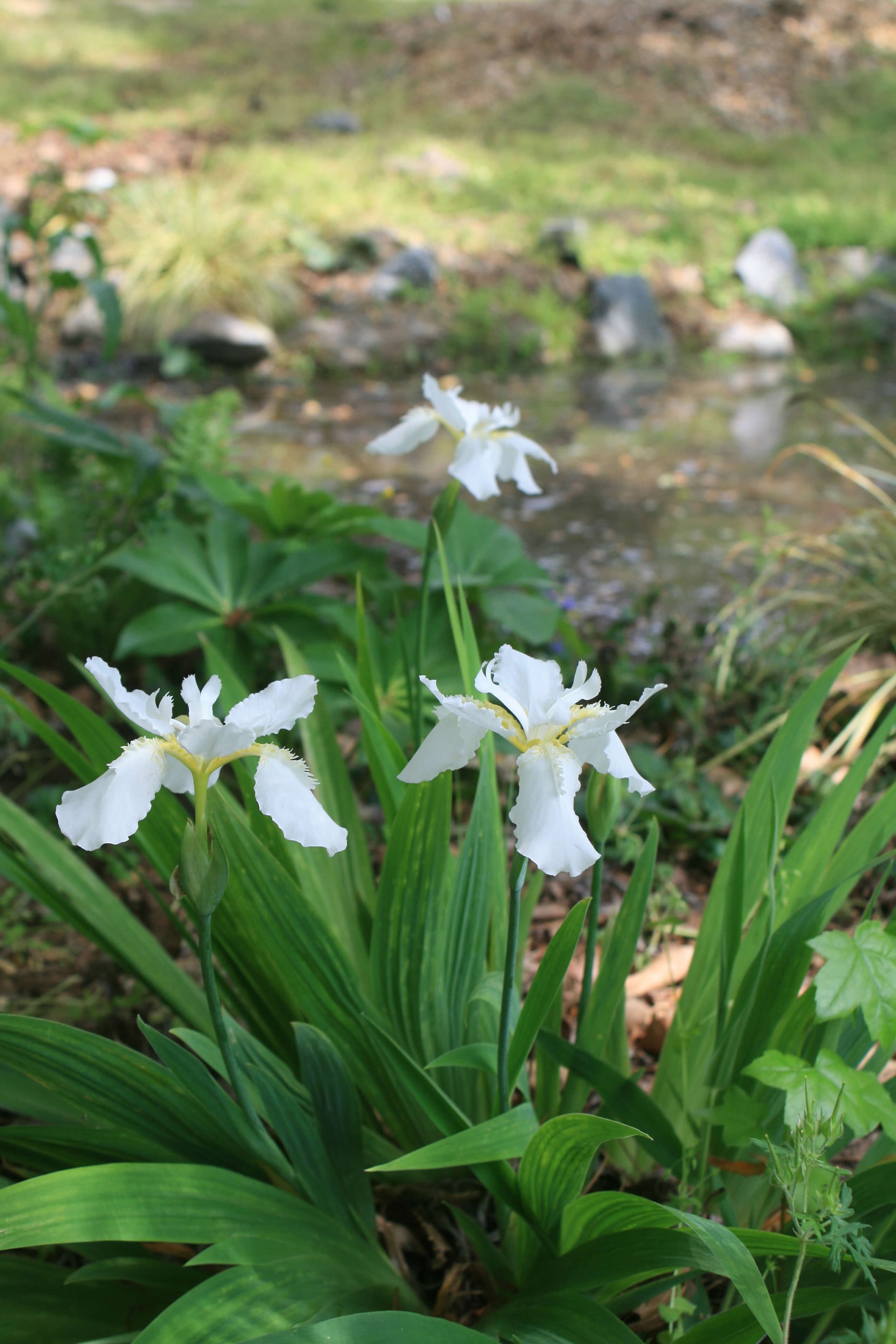 Iris tectorum Alba Roof Iris for sale 