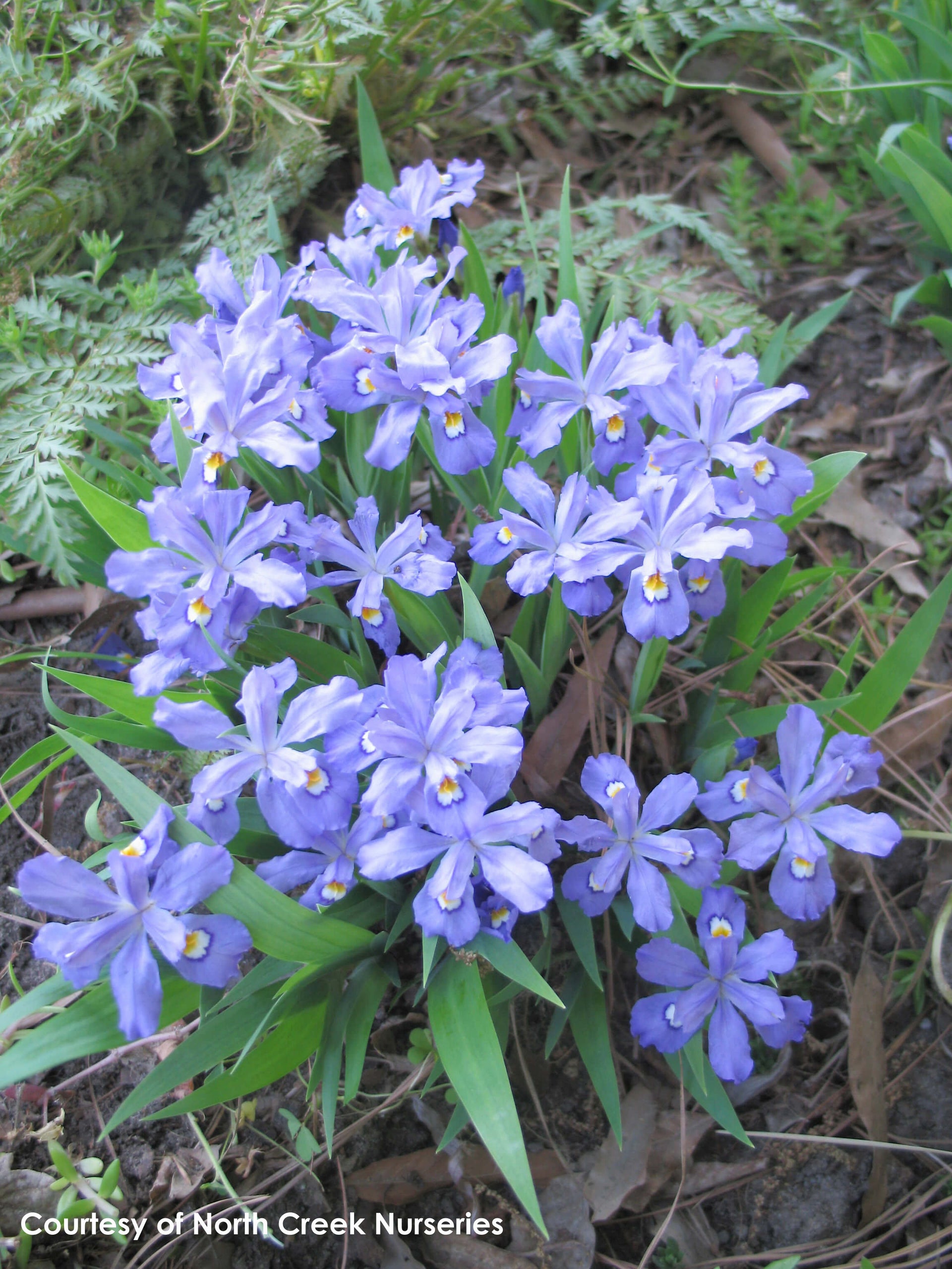Iris cristata Crested Iris for sale
