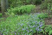 Iris cristata Crested Iris for sale