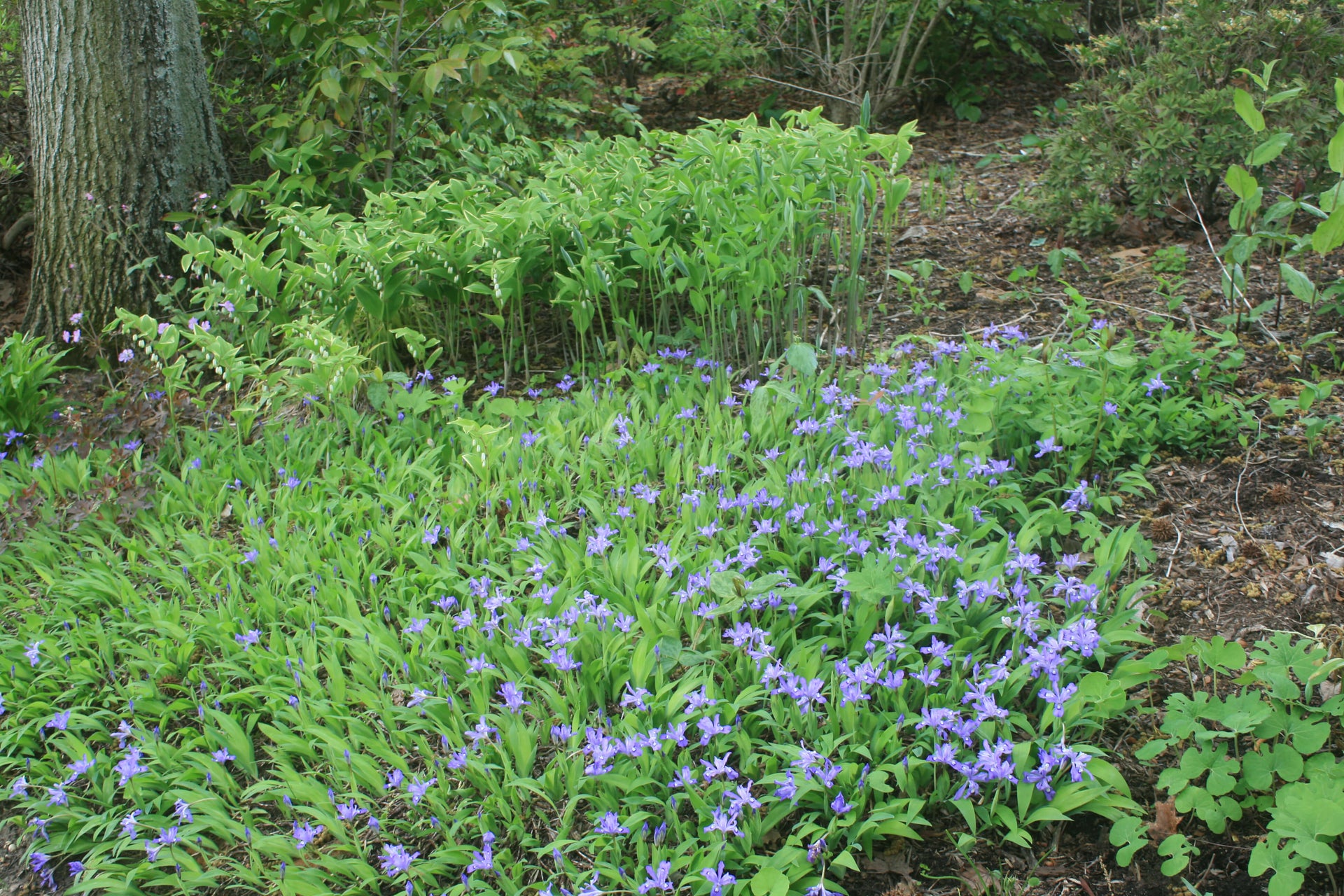 Iris cristata Crested Iris for sale