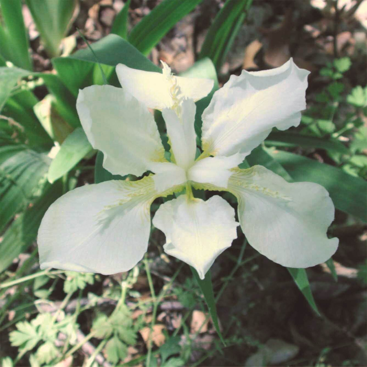 Iris tectorum Alba Roof Iris for sale 