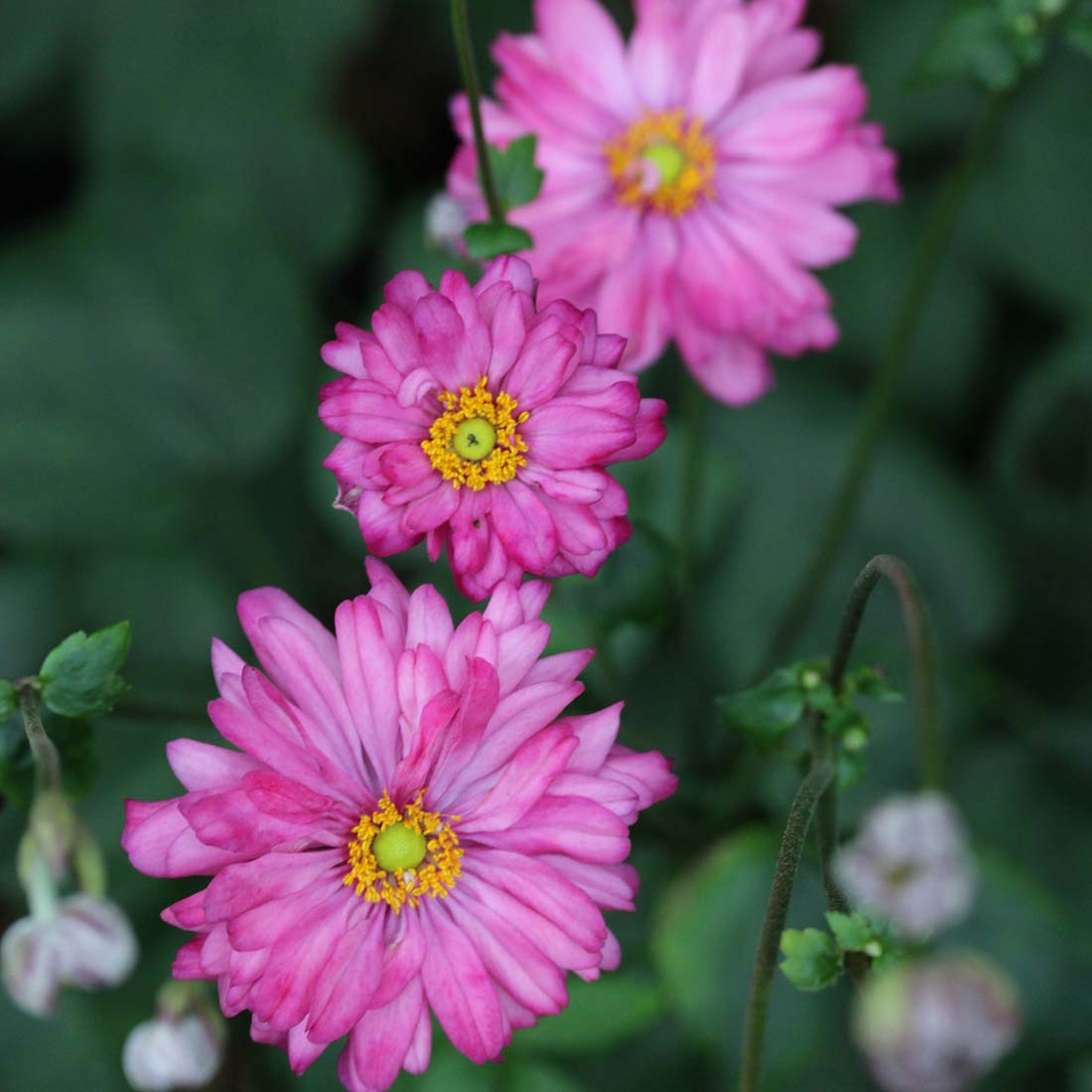 Anemone japonica 'Pretty Lady Julia' Japanese Anemone