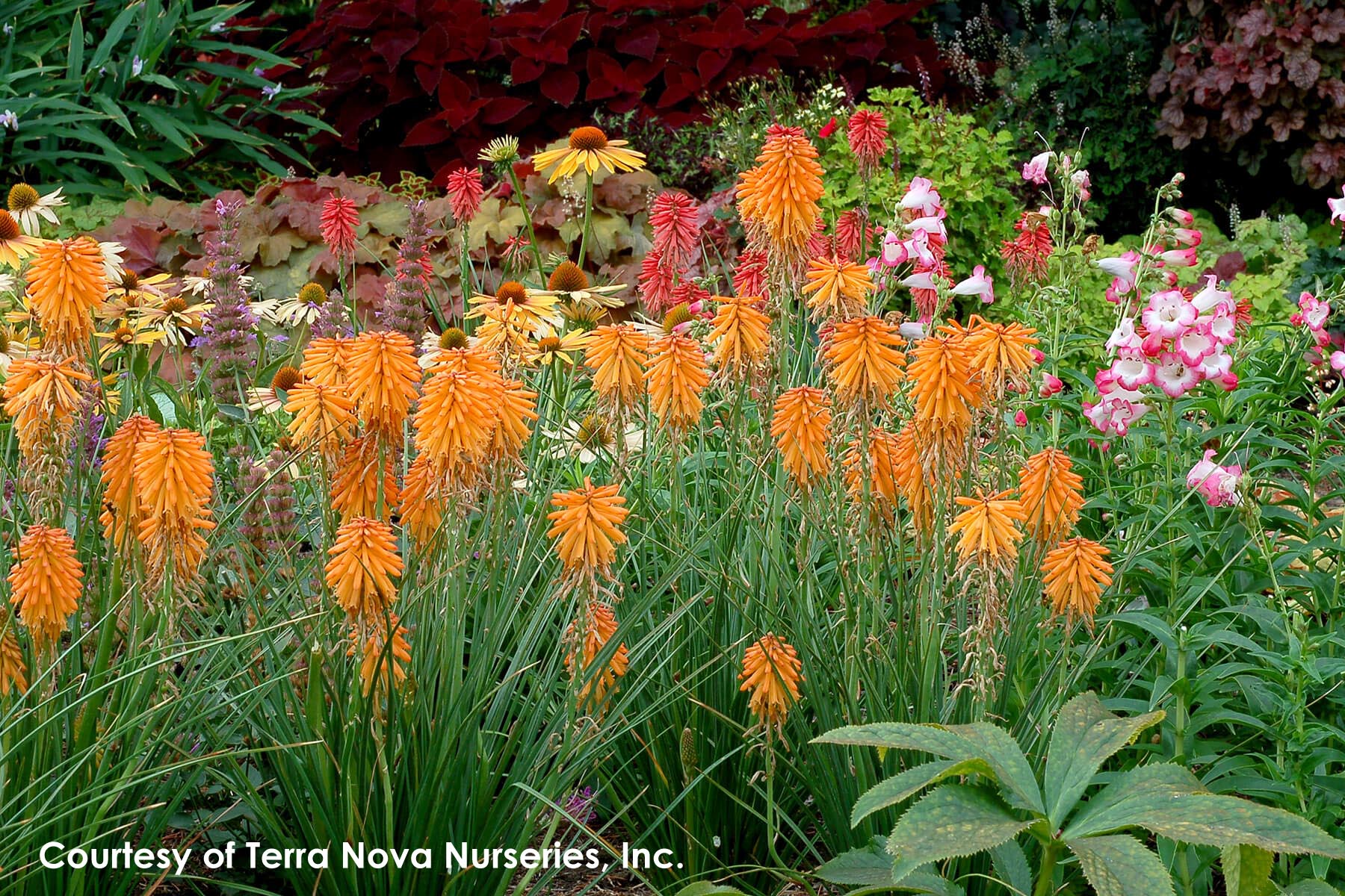 Kniphofia x Poco Orange Red Hot Poker for sale