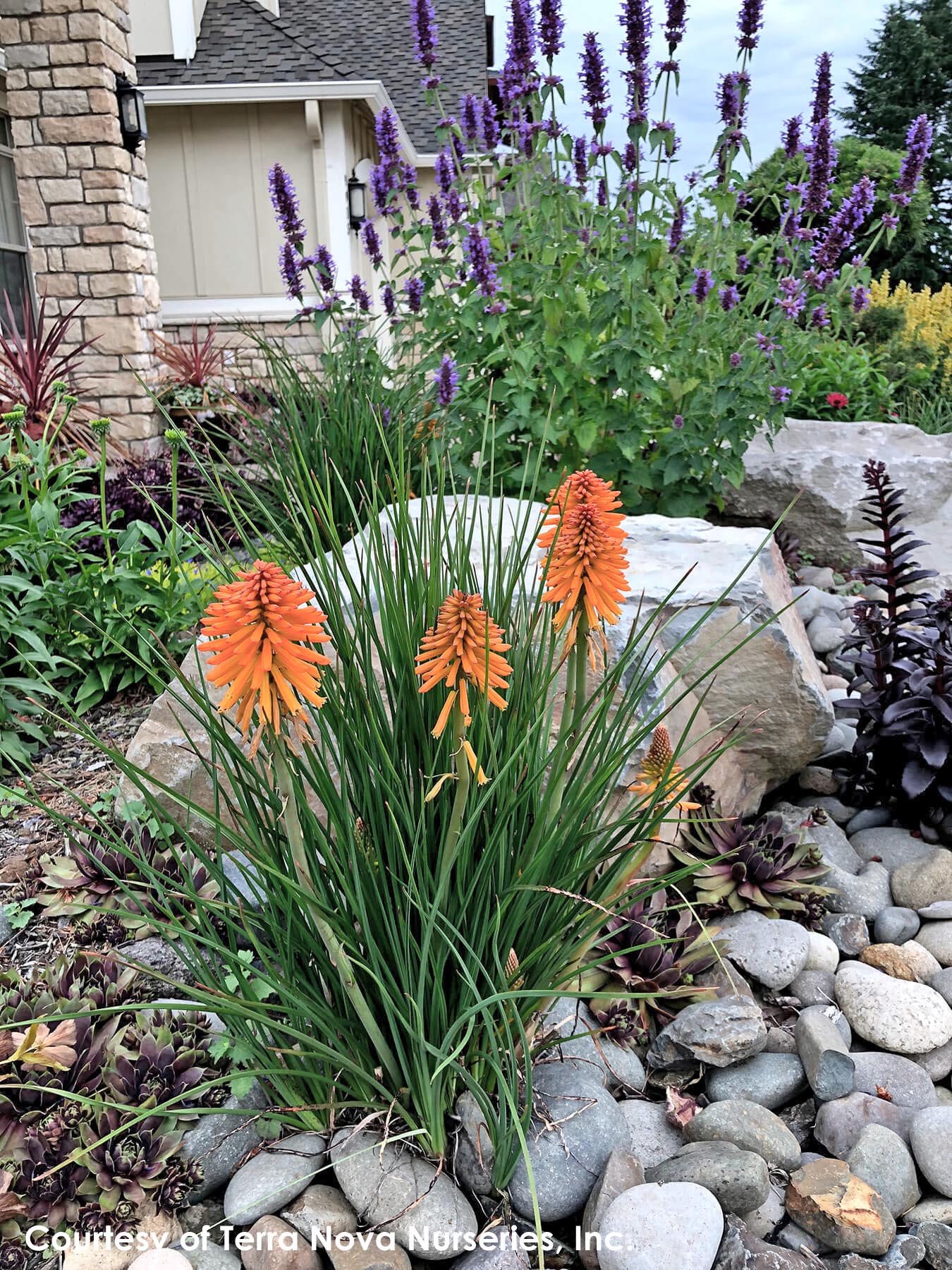 Red hot store poker plant