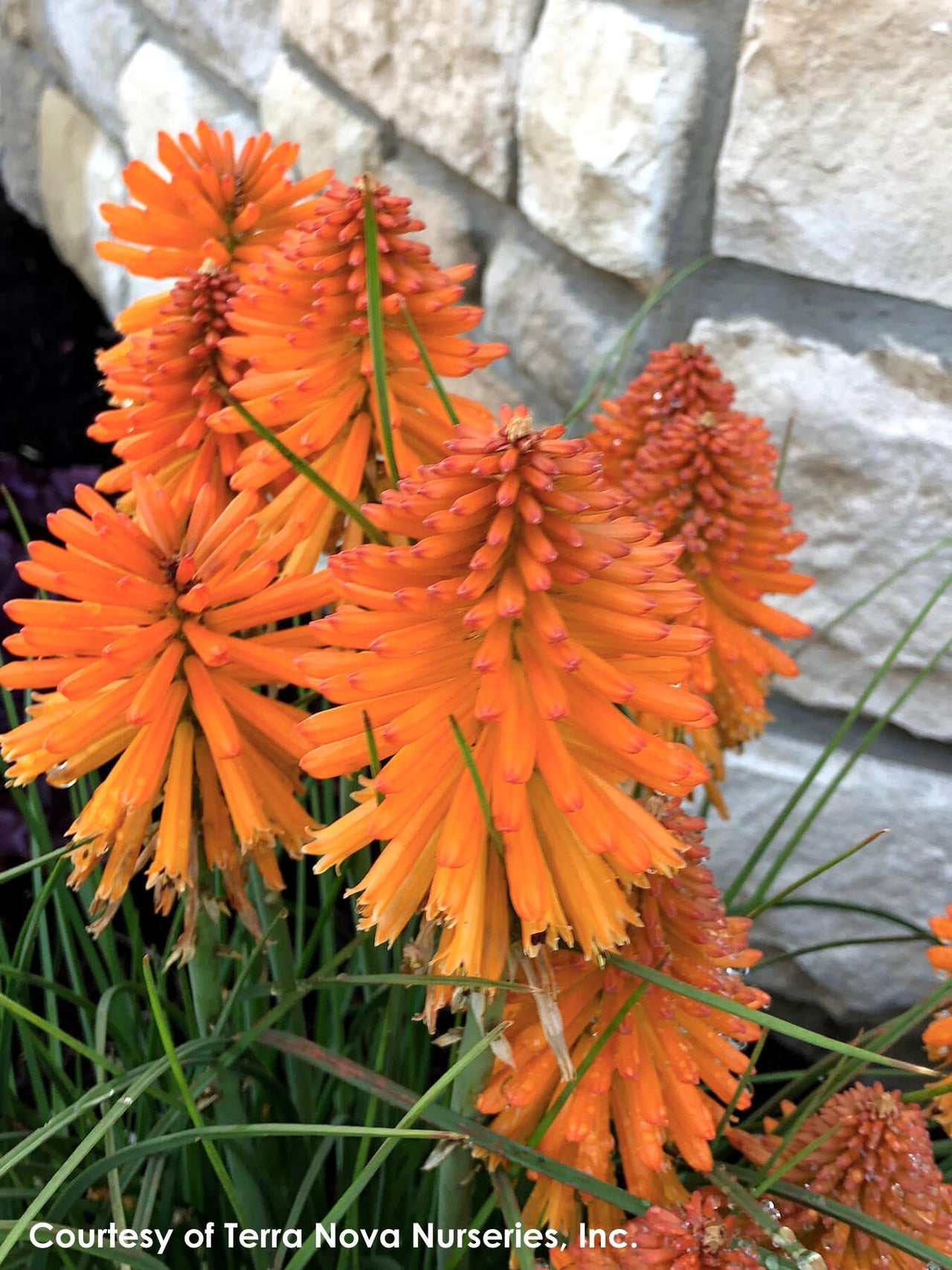 Kniphofia x Poco Orange Red Hot Poker for sale