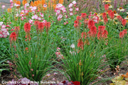 Kniphofia x Poco Red Red Hot Poker for sale 