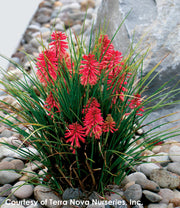 Kniphofia x Poco Red Red Hot Poker for sale 