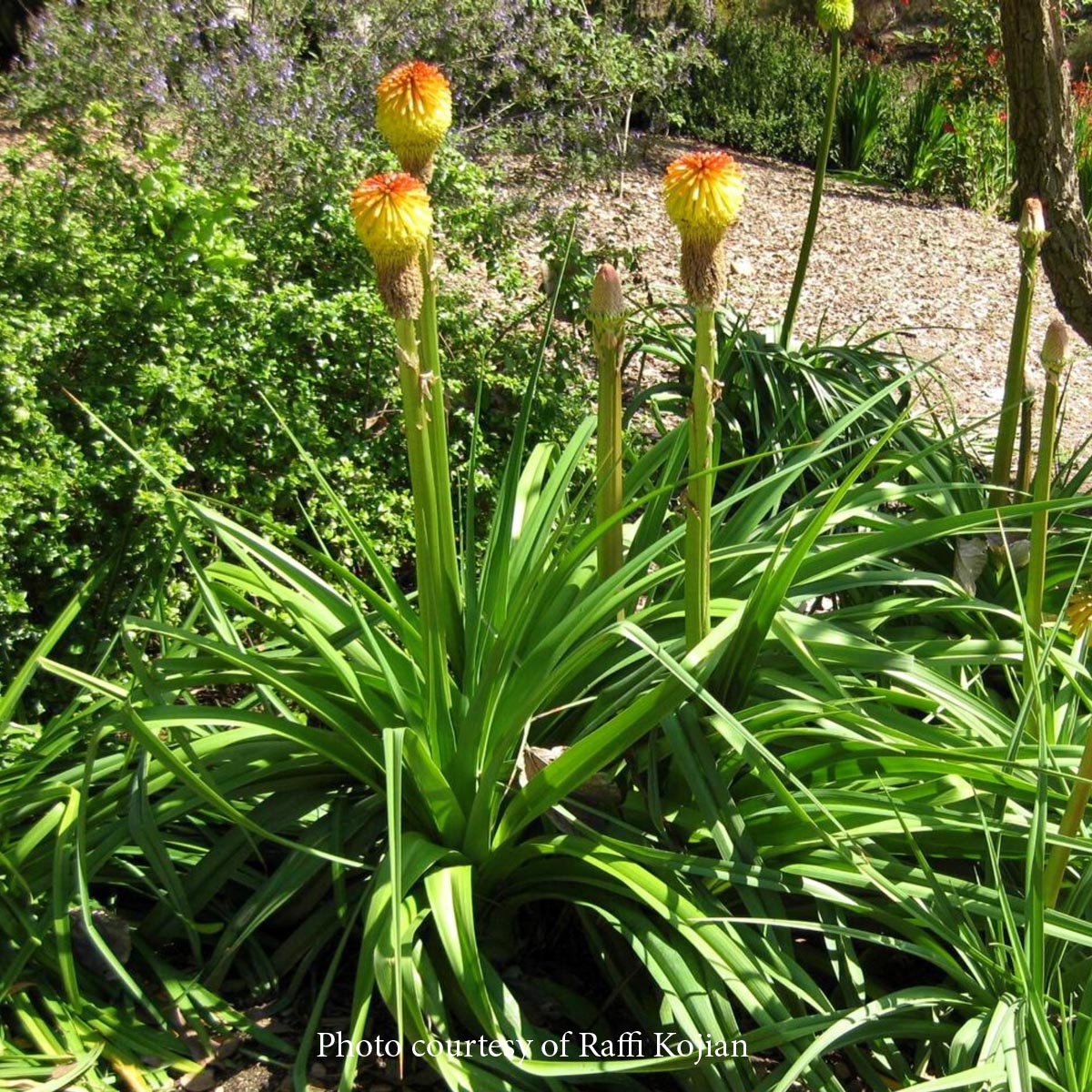 Kniphofia rooperi Rooper's Red-Hot Poker