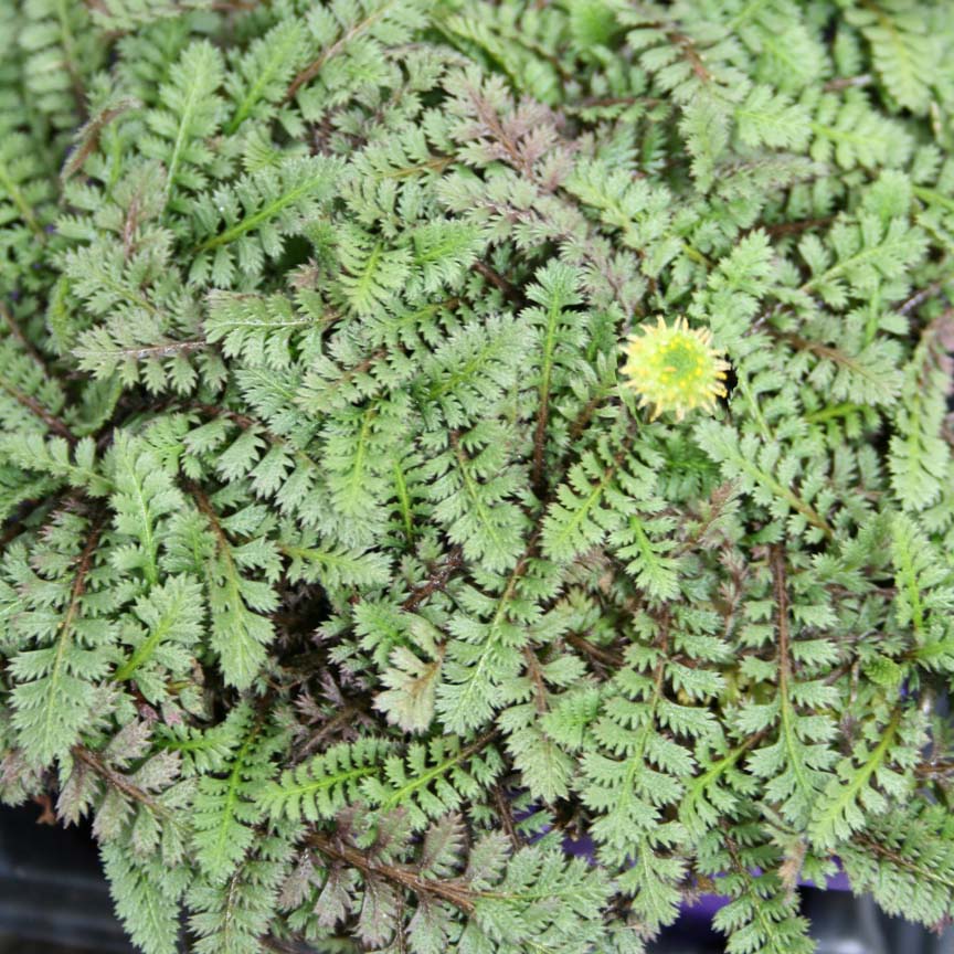 Leptinella squalida Brass Buttons