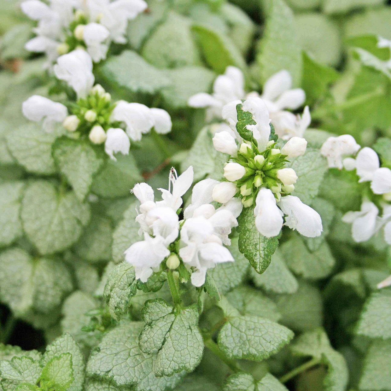 Lamium maculatum White Nancy Spotted Dead Nettle for sale 