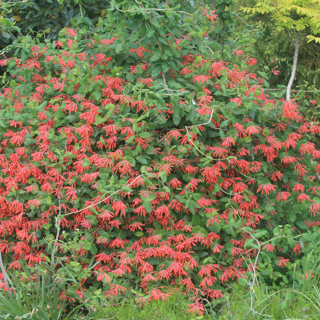 Lonicera sempervirens Major Wheeler Honeysuckle for sale 