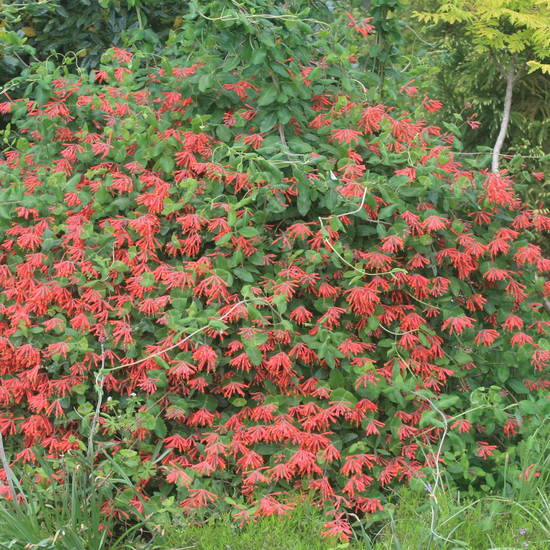 Lonicera sempervirens Major Wheeler Honeysuckle for sale 