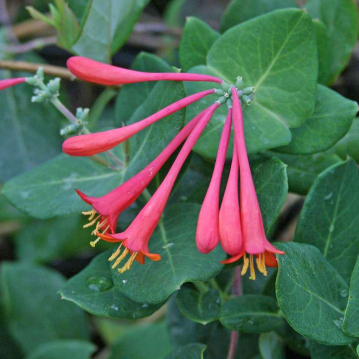 Lonicera Blanche Sandman Honeysuckle