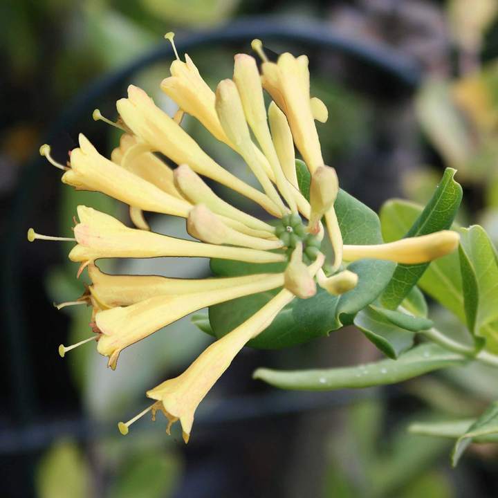 Lonicera John Clayton Honeysuckle