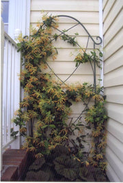 Lonicera John Clayton Honeysuckle