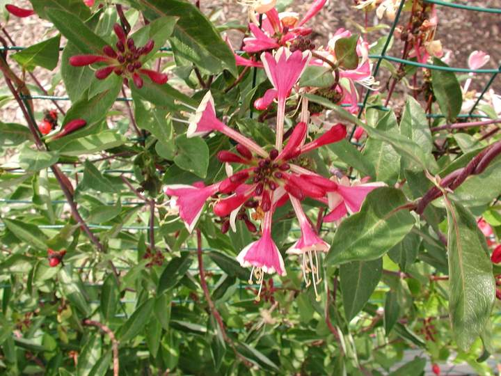 Lonicera 'Serotina' Dutch Honeysuckle