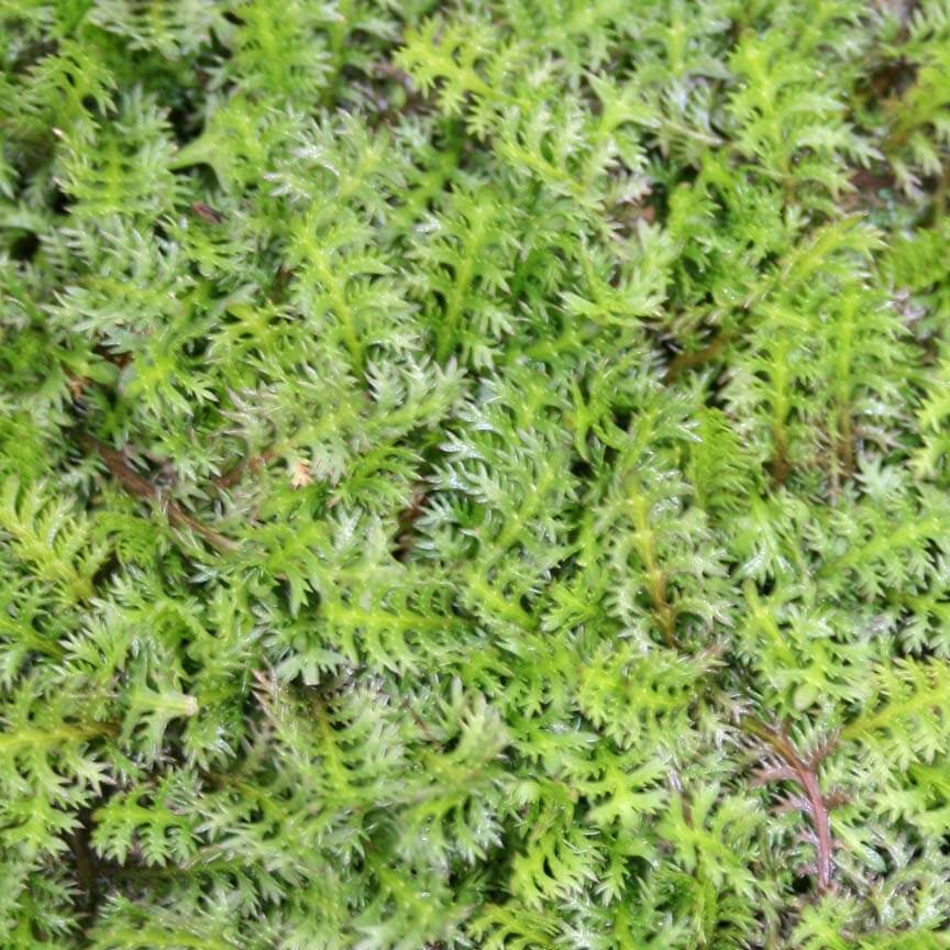 Leptinella potentillina Brass Buttons for sale 
