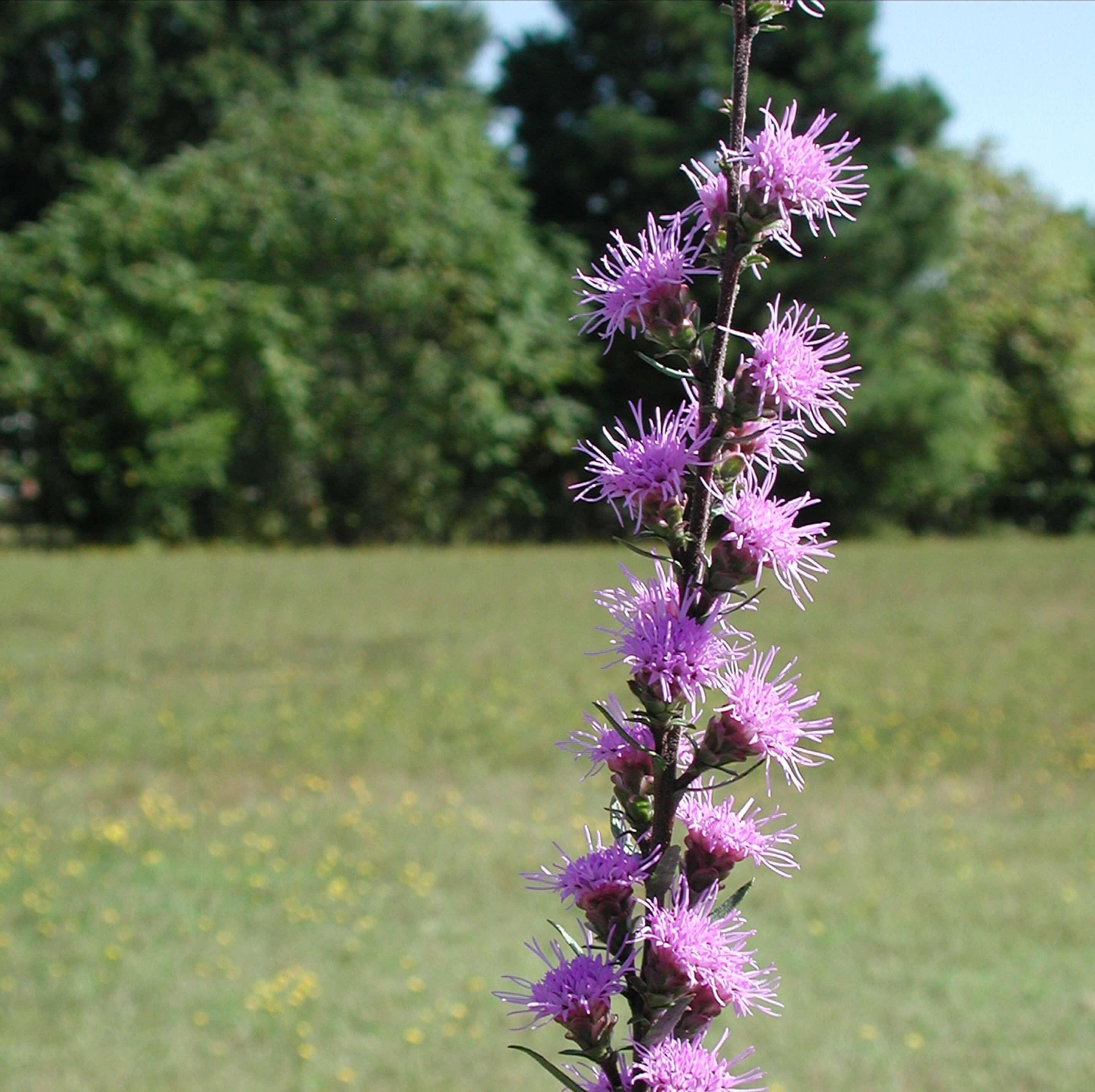 Liatris aspera Gayfeather for Sale | Rare Roots