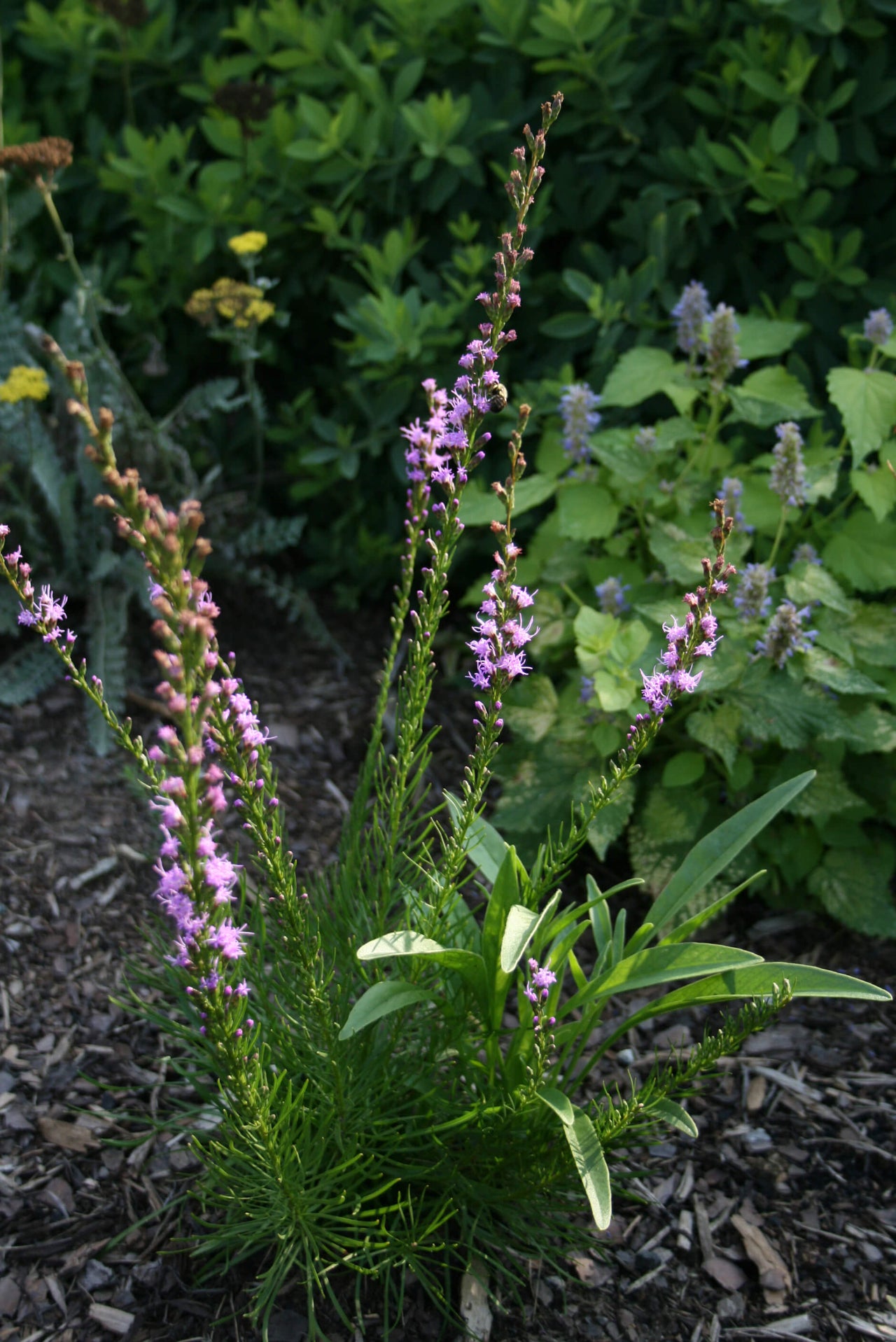 Liatris microcephala Dwarf Gayfeather for sale