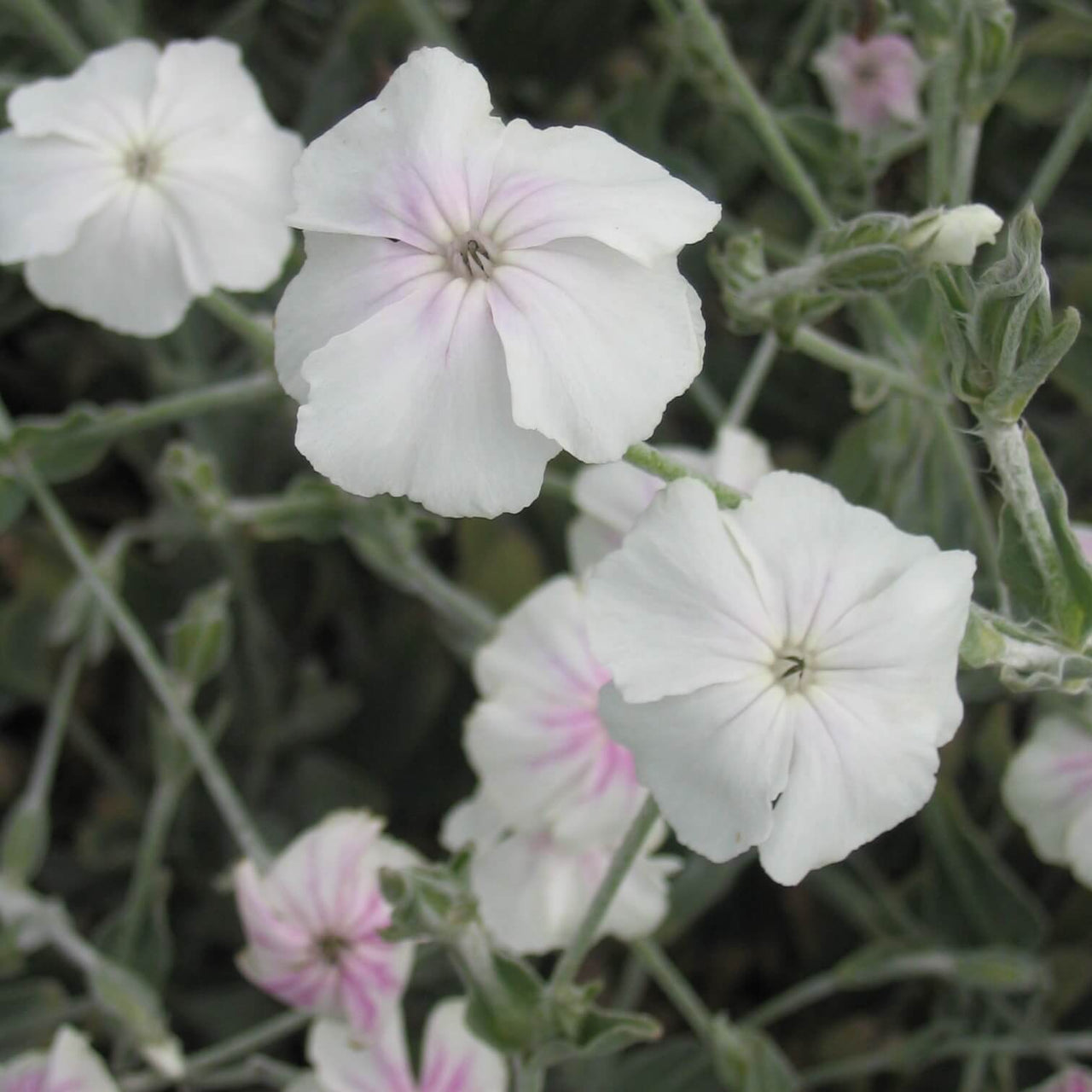 Lychnis coronaria 'Angel Blush' Rose Champion