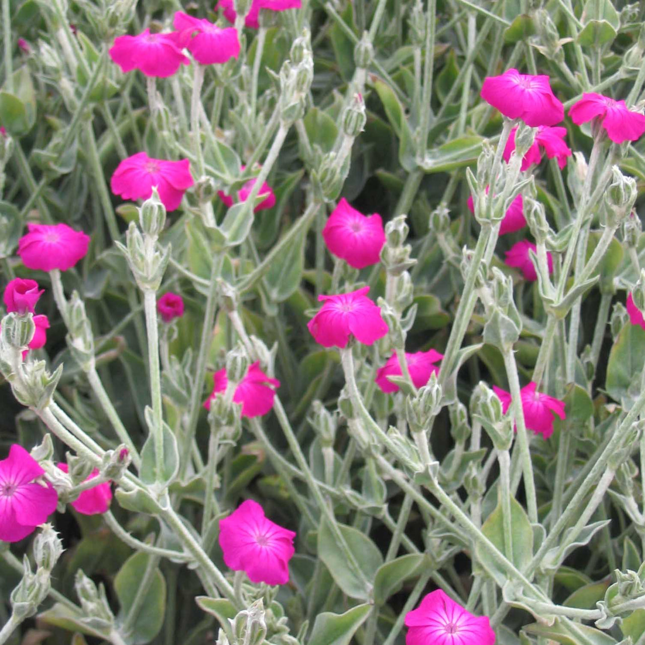 Lychnis coronaria Rose Campion