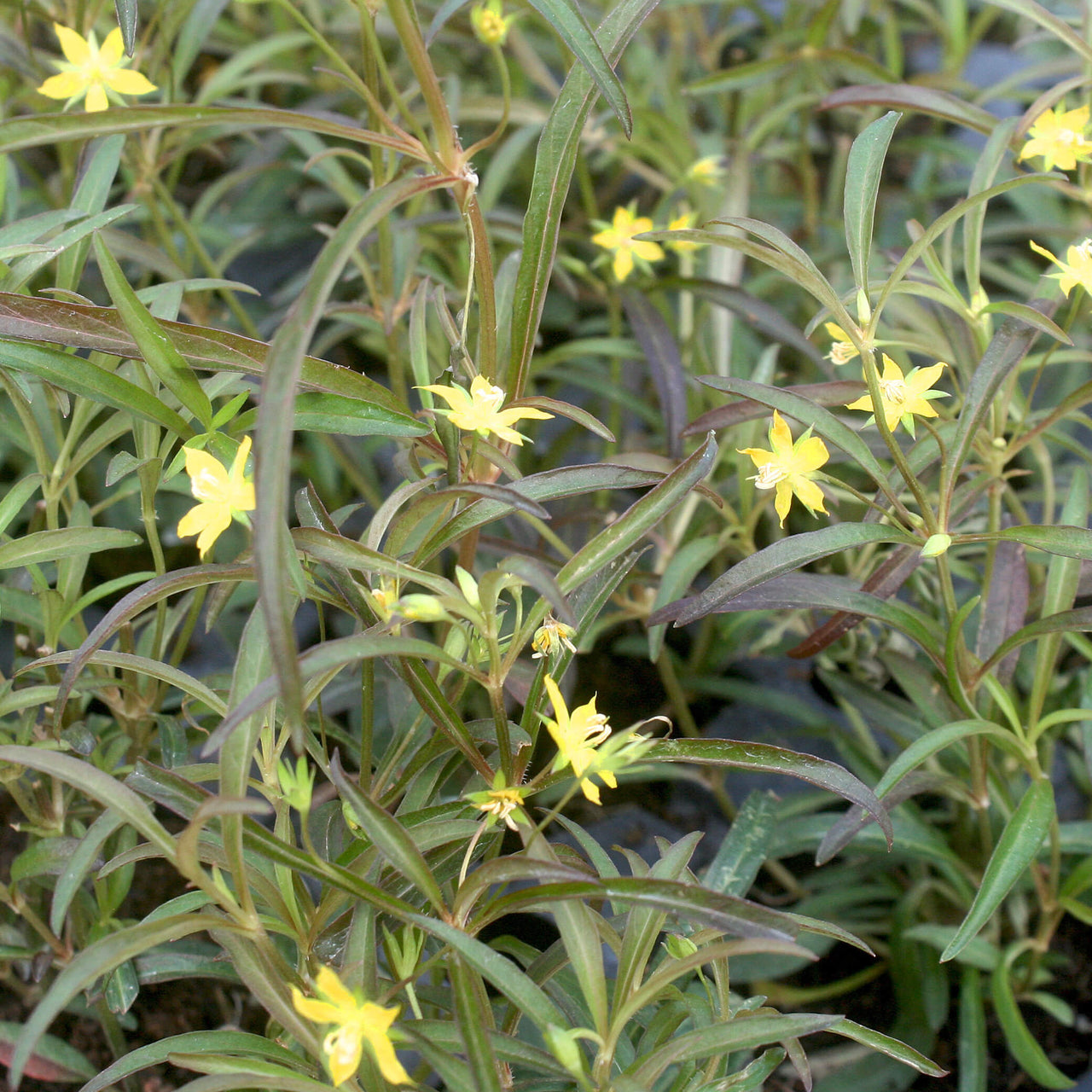 Lysimachia lanceolata var purpurea Lance-Leaf Loosestrife