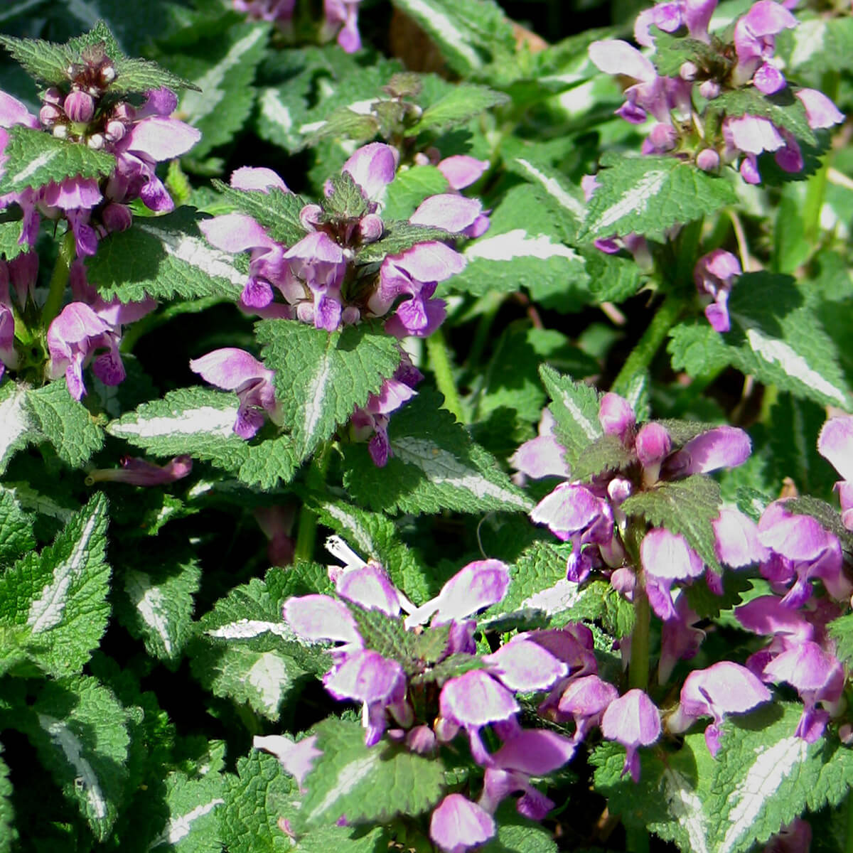 Lamium maculatum 'Chequers' Spotted Dead Nettle