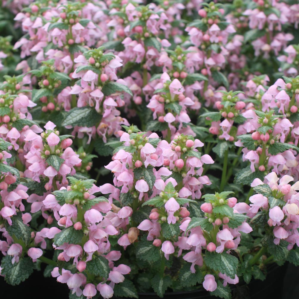 Lamium 'Shell Pink' Spotted Dead Nettle