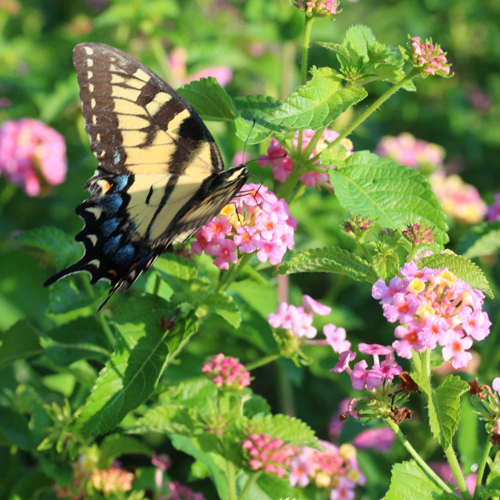 Lantana camara 'Ham & Eggs'