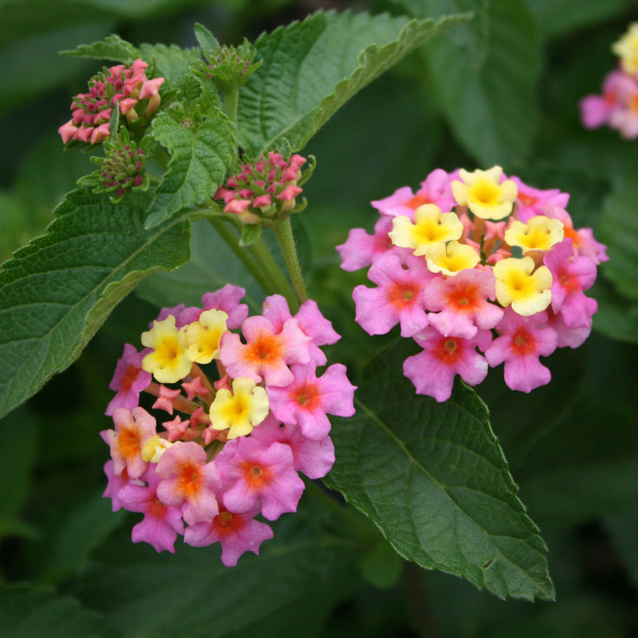 Lantana camara 'Ham & Eggs'