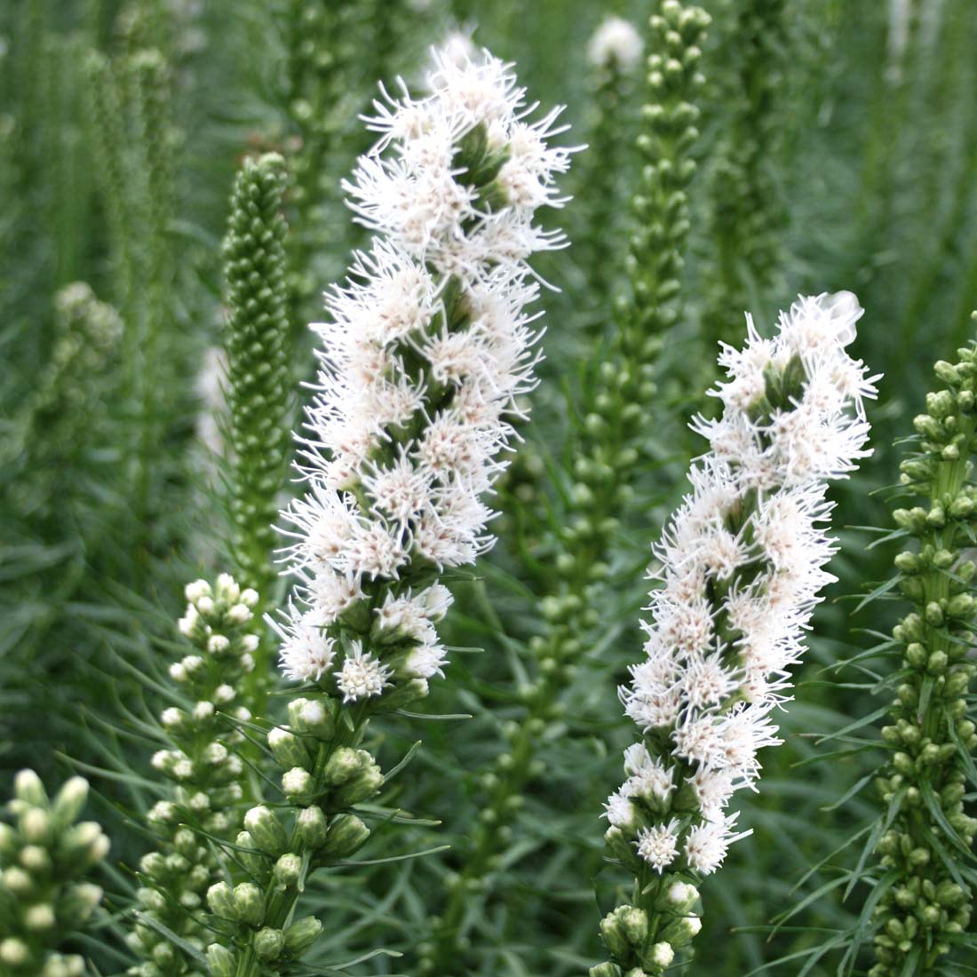 Liatris spicata 'Floristan White' Gayfeather