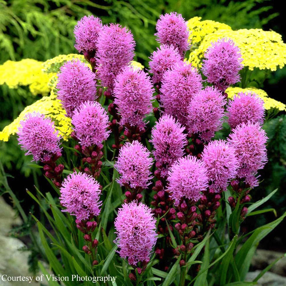 Liatris spicata 'Original Kobold' Gayfeather