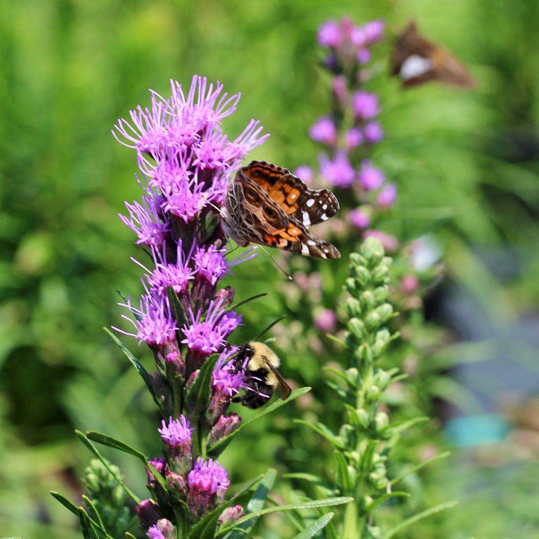 Liatris spicata 'Original Kobold' Gayfeather