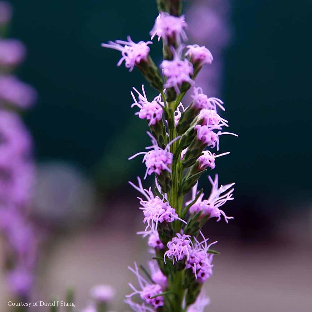 Liatris microcephala Dwarf Blazing Star