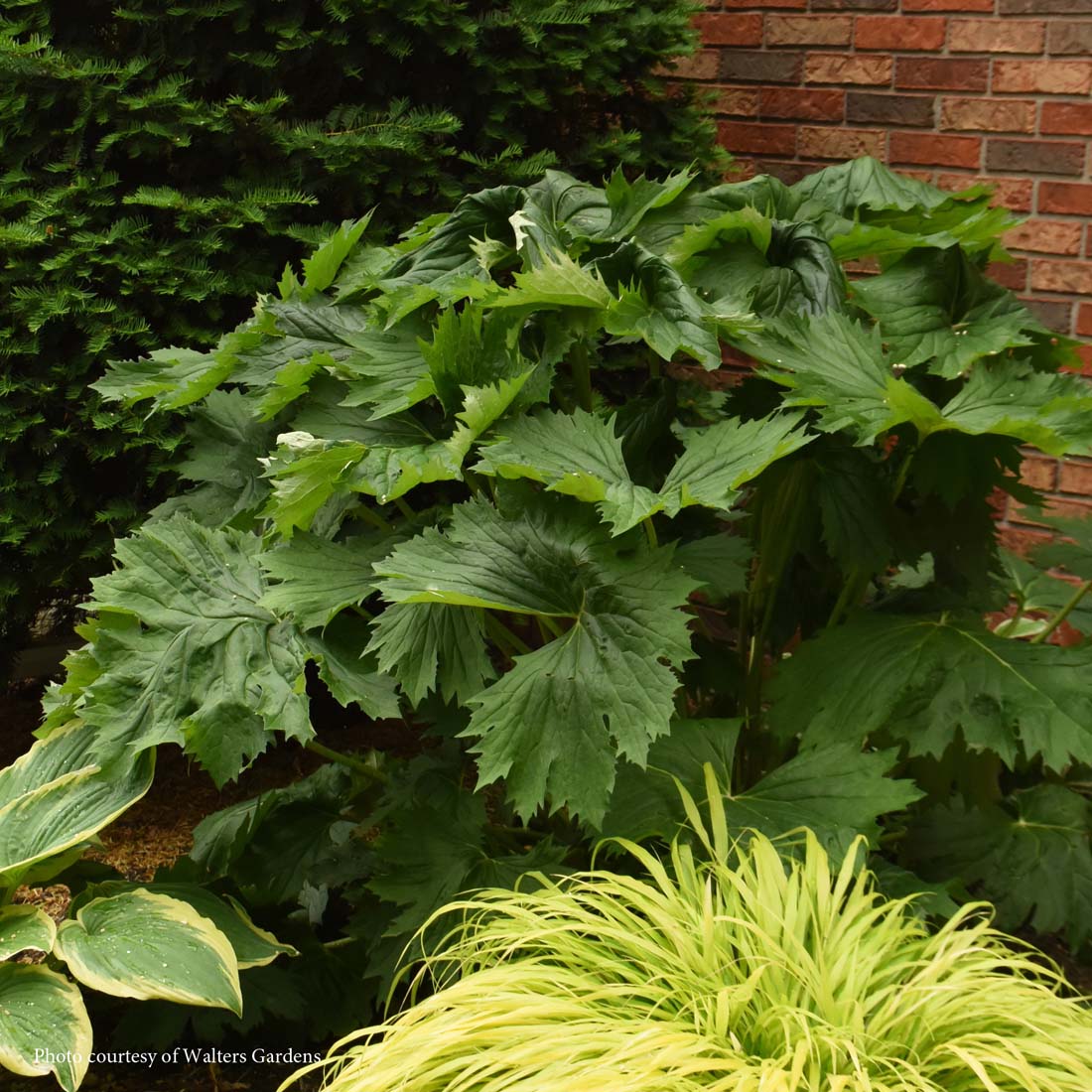 Ligularia 'Tractor Seat' Senecio