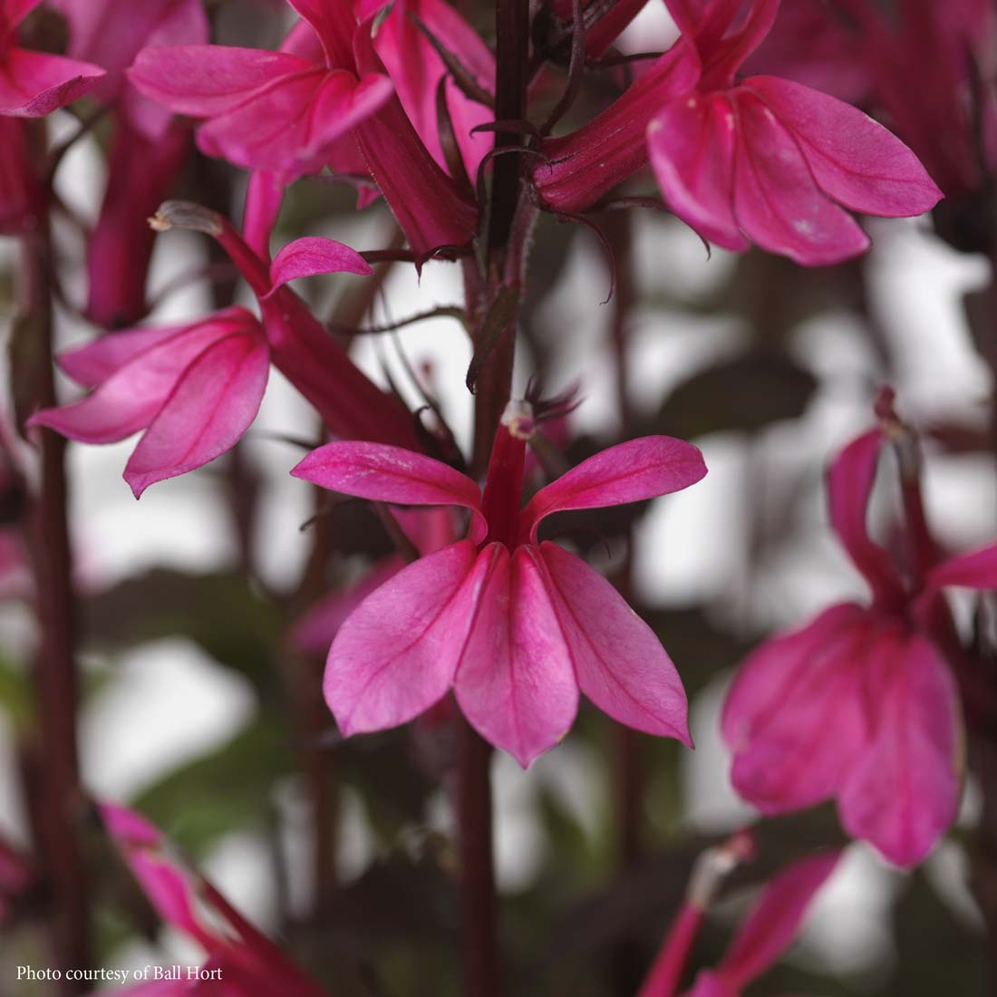 Lobelia 'Starship Rose' Cardinal Flower