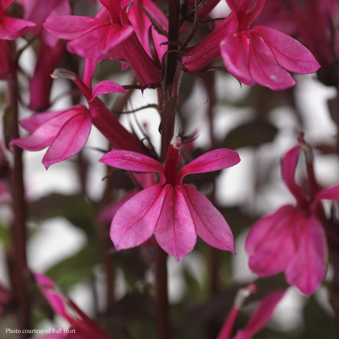 Lobelia Starship Rose