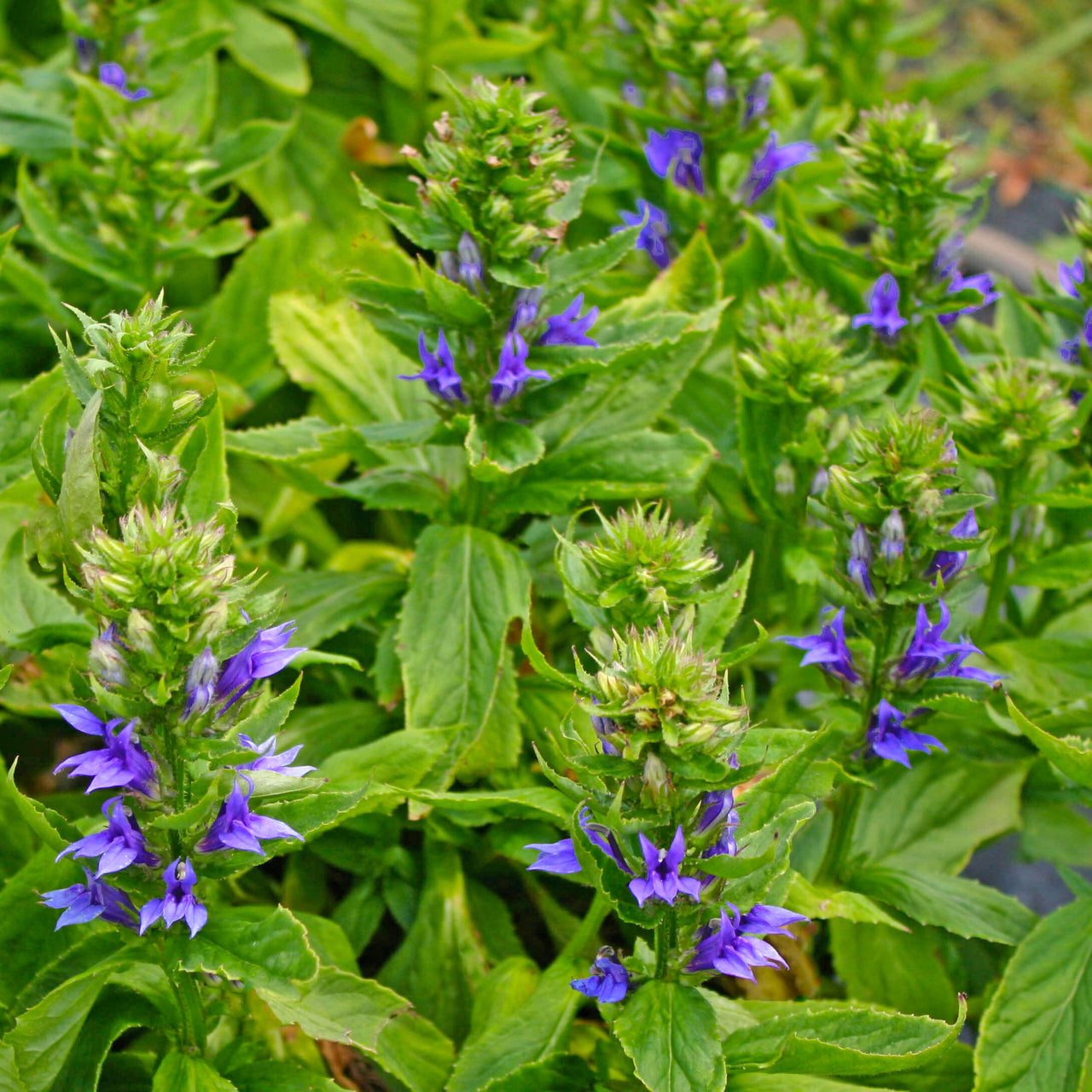 Lobelia siphilitica Blue Cardinal Flower